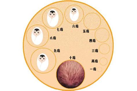 開三指意思|分娩時，醫生說的「開指」到底是什麼意思？